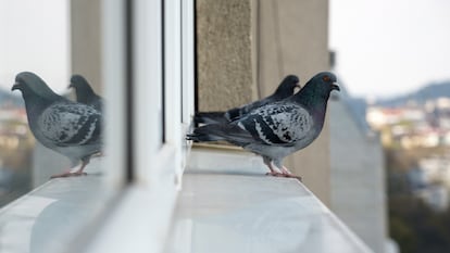 Repele a los pájaros con una cinta reflectante. GETTY IMAGES.