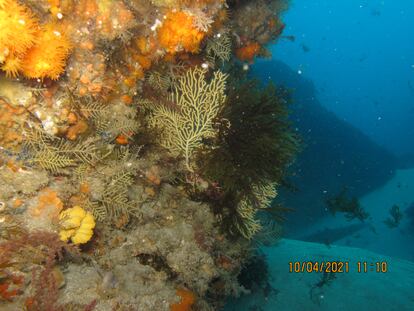 Gorgonia recubierta por el alga invasora 'Rugulopteryx okamurae'.