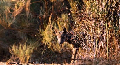 One of the seven wolves that the trio of volunteers have filmed in Madrid. 