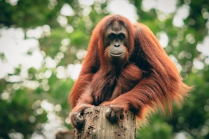 Un orangutn relajndose en Malasia. 