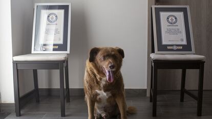 Bobi, retratado junto a los certificados de su récord Guinness en julio de 2023.