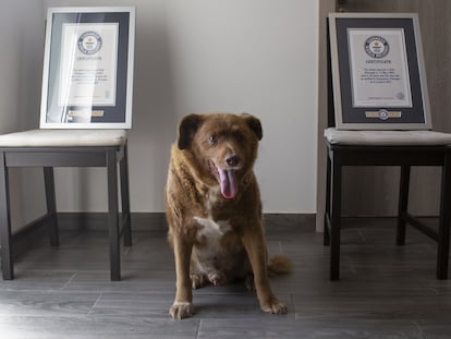 Bobi, retratado junto a los certificados de su récord Guinness en julio de 2023.