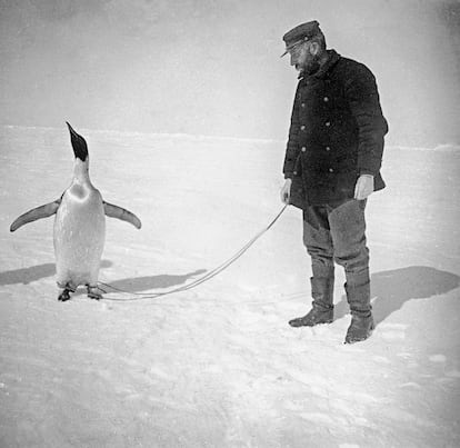 De Gerlache con un pingüino, en la banquisa.