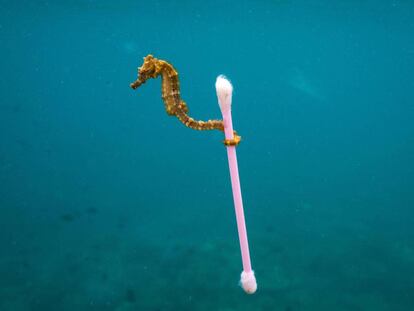 La fotografía 'Surfista de aguas residuales', de Justin Hofman, es una de la imágenes utilizada por Alpedrete para la campaña de sensibilización.