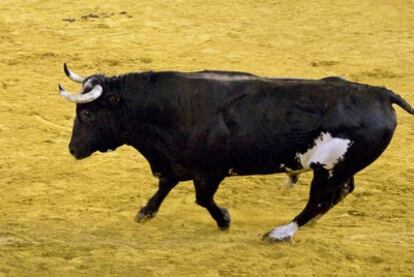 El toro 'Ratón' en la plaza, en una imagen de archivo de 2009