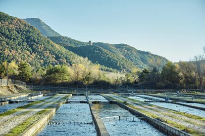 Las instalaciones de acuicultura continental garantizan la supervivencia de algunas especies amenazadas, como el esturión. En la imagen, las de Soto Oliván, cerca de Biescas (Huesca), donde también hay trucha arcoíris.