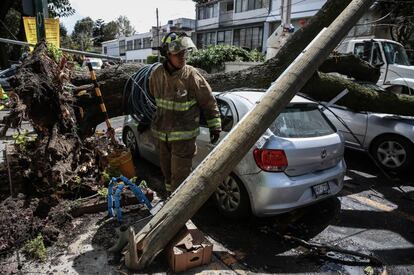 Bomberos capitalinos trabajan para retirar un árbol caído.