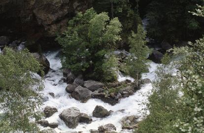 Hay variedades animales exclusivas de la cordillera —rana pirenaica en el valle de Otal, tritón y lagartija (el bucardo, la cabra que solo vivía en Ordesa, desapareció en 2000)— y especies valiosísimas como la perdiz nival, el urogallo o el buitre quebrantahuesos.