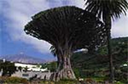 El drago milenario, en Icod de los Vinos, y la silueta del Teide al fondo, dos de los máximos símbolos de la isla de Tenerife.