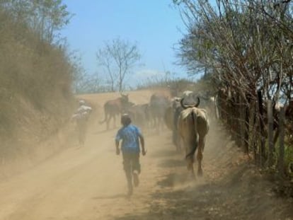 El fenómeno El Niño ha afectado al llamado  corredor seco  desde mediados de 2012, provocando una crisis alimentaria que ha afectado a tres millones de personas