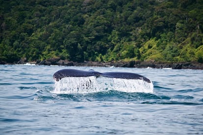 La aleta caudal de una ballena jorobada en la costa pacífica de Colombia.