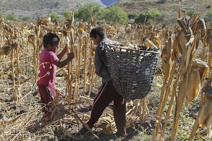 Dos niños trabajan en la cosecha de maíz en el año 2017, en Zitlala, Guerrero.