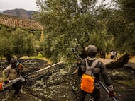 Trabajo de recogida de la aceituna en un olivar ecológico en Jaén.