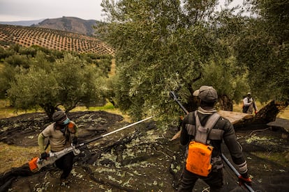 Recogida de la aceituna en un olivar de Jaén, en noviembre de 2023.