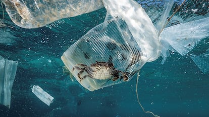 Un cangrejo permanece atrapado en un vaso de plástico en el Pasaje de Isla Verde en Filipinas, en marzo de 2019.
