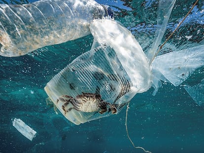 En la imagen, un cangrejo permanece atrapado en un vaso de plástico en el mar en el Pasaje de Isla Verde en Filipinas, en marzo de 2019.