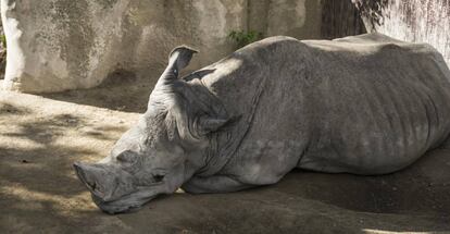 El rinoceront Pedro, al zoo de Barcelona.