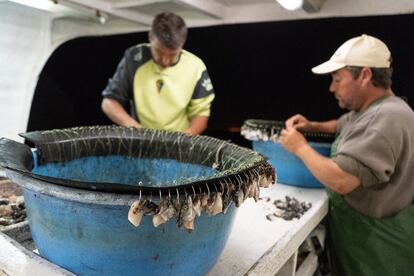 Nada más salir, los marineros van preparando el cebo para la pesca con palengre.