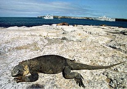 Una iguana descansa pacíficamente en la costa de las Islas Galápagos, Ecuador.