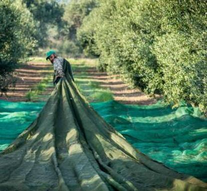 Recogida de la aceituna en los olivares de la empresa familiar Olis Solé en Mont-roig.