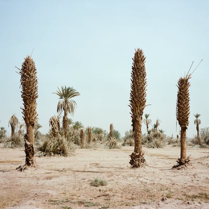 Palmeras secas en los confines del oasis de M’hamid El Ghizlane. Abril de 2022. 