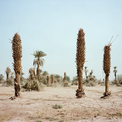 Palmeras secas en los confines del oasis de M’hamid El Ghizlane. Abril de 2022.