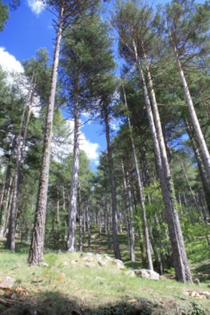 &quot;All&agrave; es veuen, entre espessos pins, troncs monstruosos estesos per terra, els quals foren arrancats pels vents o van perdre la vida de vellesa...&quot;, escriu Cavanilles.