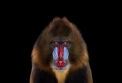 'Affinity' es una fascinante colección de retratos de animales salvajes realizados por el fotógrafo americano Brad Wilson y que pueden contemplarse en www.doinelgallery.com. En la imagen, retrato de un mandril.