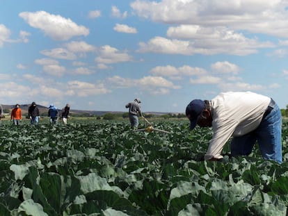 Jornaleros mexicanos cosechan coles en King City, California, en una fotografía de archivo.