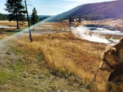 Ejemplar de oso grizzly en Yellowstone.