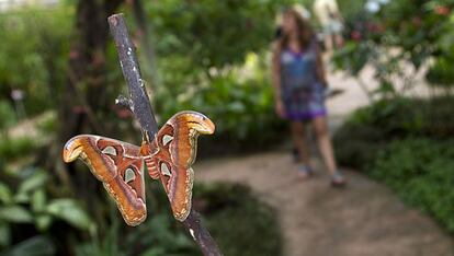 Una visitante del Mariposario de Benalm&aacute;dena, durante un paseo por el jard&iacute;n del centro.