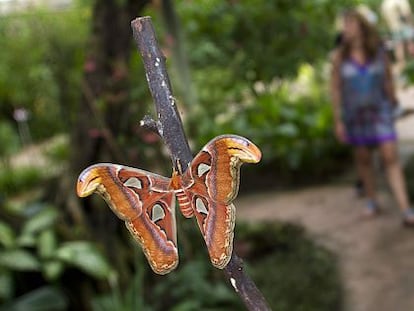 Una visitante del Mariposario de Benalm&aacute;dena, durante un paseo por el jard&iacute;n del centro.