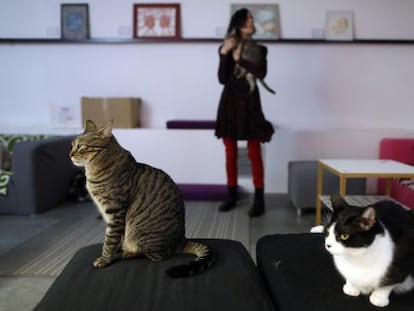 La Gatoteca owner Eva Aznar with three of her furry tenants.