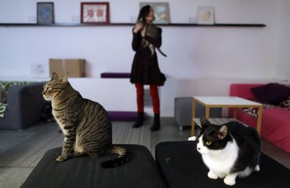 La Gatoteca owner Eva Aznar with three of her furry tenants.