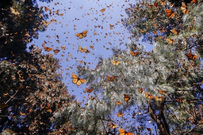 Un manto de lepidópteros cubre la reserva de la biosfera de la mariposa monarca, en el Estado mexicano de Michoacán. Esta especie está fuertemente amenazada por la degradación ambiental y el aumento del uso de insecticidas en las plantas de algodoncillo, el único lugar donde estas mariposas ponen sus huevos, y la única fuente de alimento para las orugas.