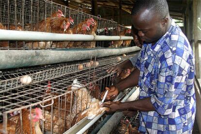 Un granjero nigeriano inyecta una vacuna a un pollo en un mercado de Lagos.