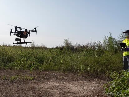 Un técnico vuela un dron para fumigar al mosquito del virus del Nilo en Coria del Río (Sevilla).