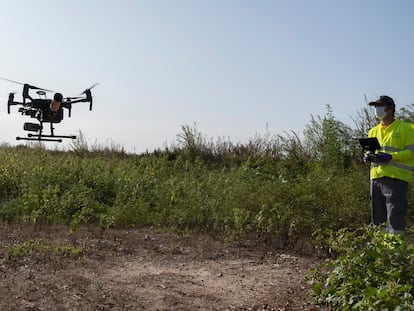 Un técnico vuela un dron para fumigar al mosquito del virus del Nilo en Coria del Río (Sevilla), en septiembre.