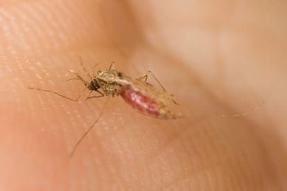 Hembra de 'Anopheles gambiae', principal vector de los protozoos que provocan la malaria.