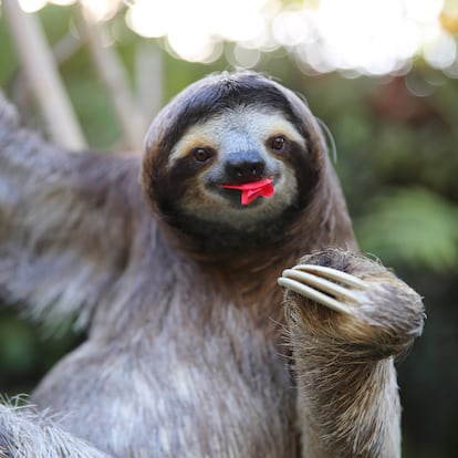 Very happy Sloth couch potato, eating hibiscus flowers. Very shallow depth of field. Rescued Sloth.