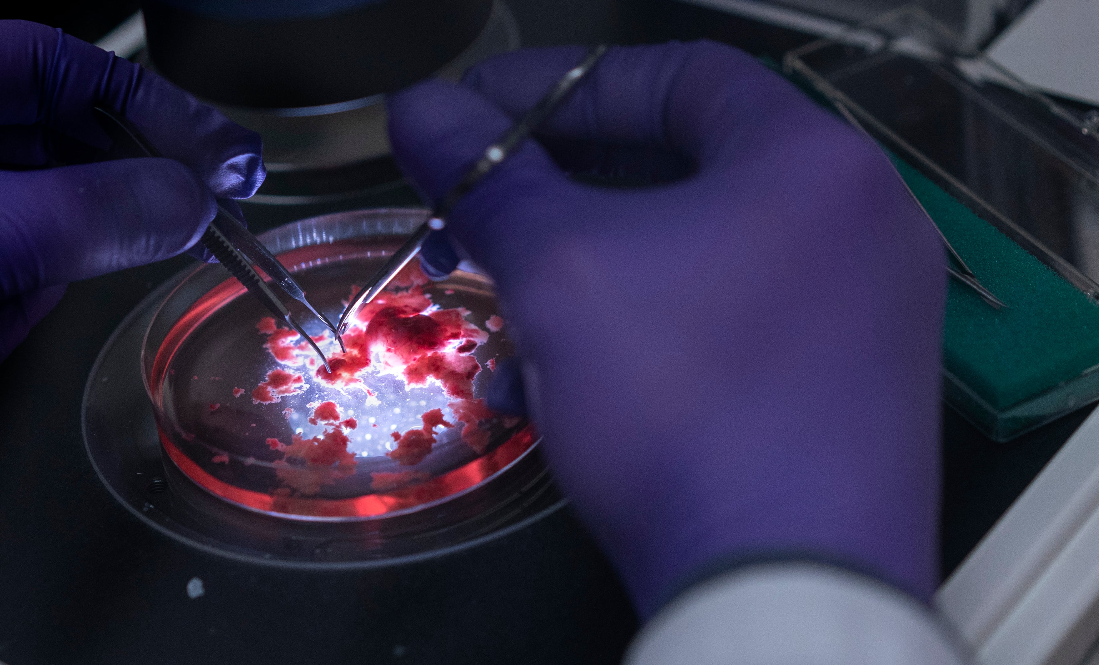 Virtudes de un pequeño cerebro