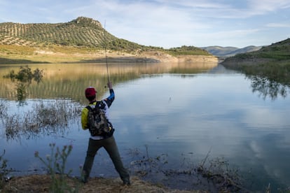 The Iznájar reservoir, located between the provinces of Córdoba, Granada and Málaga, was the first place in the Guadalquivir basin where the species was detected in 2011. 