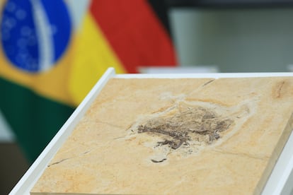 El fósil de dinosaurio 'Ubirajara jubatus', en Brasilia, en junio de 2023, después de que Alemania lo devolviera.