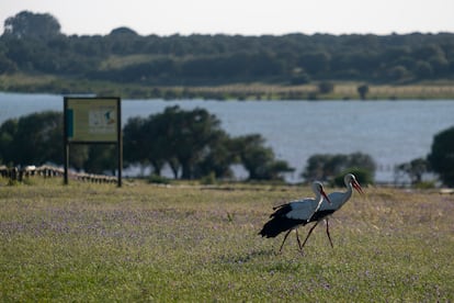 Dos cigüeñas dentro del parque nacional de Doñana.