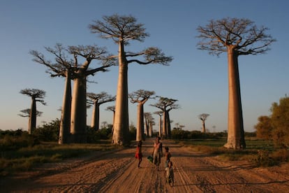 Ao menos duas espécies de baobabs que crescem em Madagascar desaparecerão antes de acabar no século.