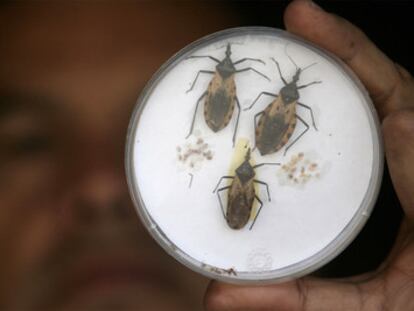 Exemplares do inseto que transmite a doença de Chagas.