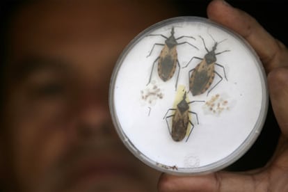 Exemplares do inseto que transmite a doença de Chagas.