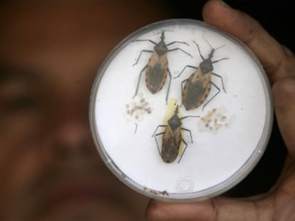 Ejemplares del insecto que transmite el mal de Chagas.