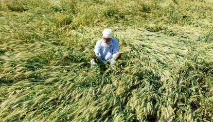 Un agricultor de cereales revisa su cosecha a las afueras de Amritsar (India) después de que el Gobierno indio decretase el confinamiento.