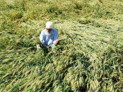 Un agricultor de cereales revisa su cosecha a las afueras de Amritsar (India) después de que el Gobierno indio decretase el confinamiento.